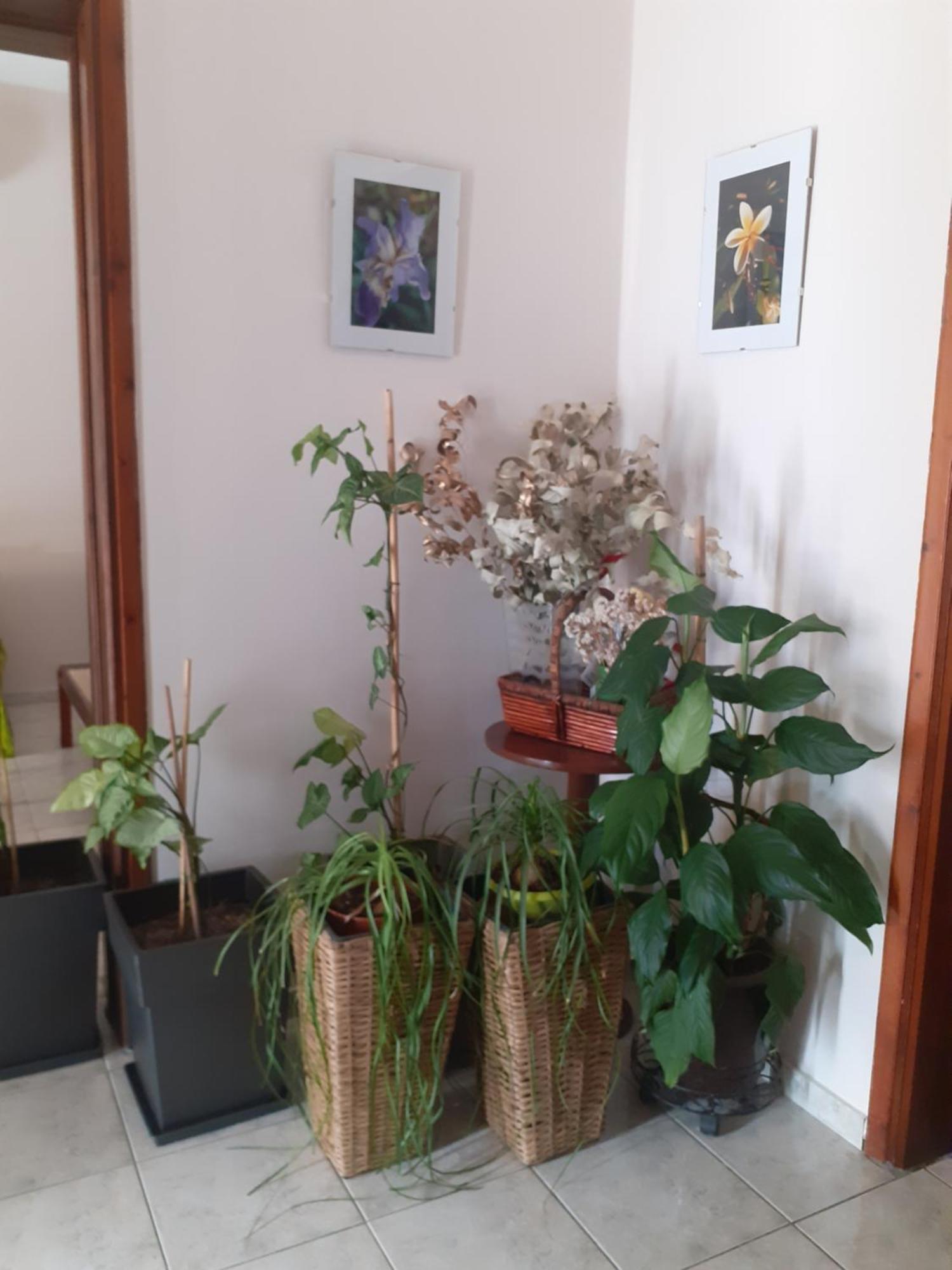 Appartement Vagelis 2 Nemea